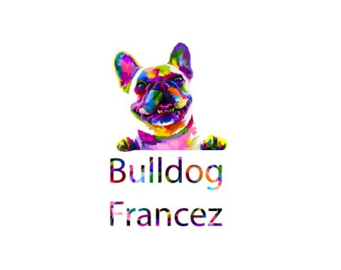 bulldog francez